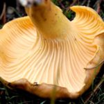  Folded hymenophore