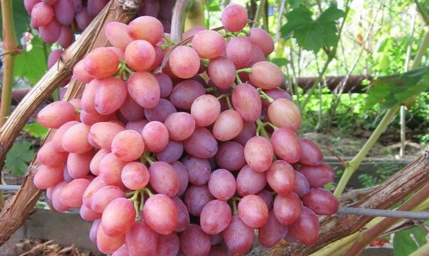  grape cardinal