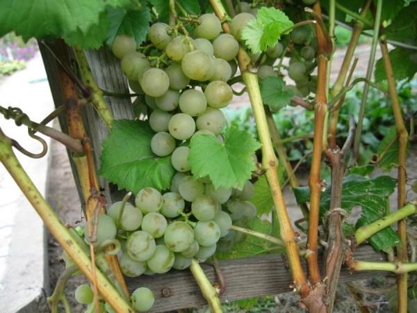  Grape variety Muscat Hungarian