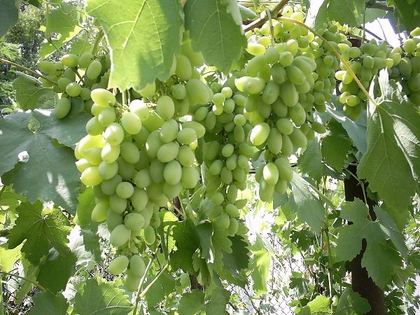  Table grapes Agadai