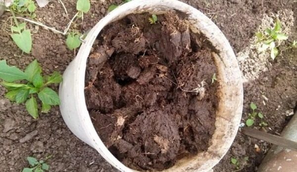  Tazza da terra fresca