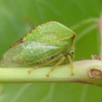  Cicada