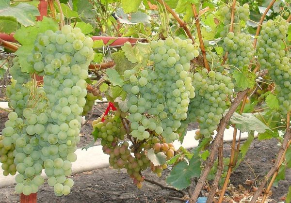 Grape variety Citron Magaracha