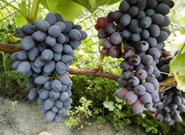  Jupiter grapes