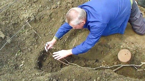  Laying grape slice for breeding