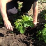  Laying grape slips