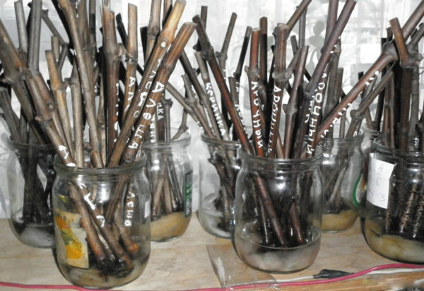  Stored cuttings