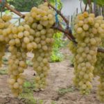  Valentine Grapes
