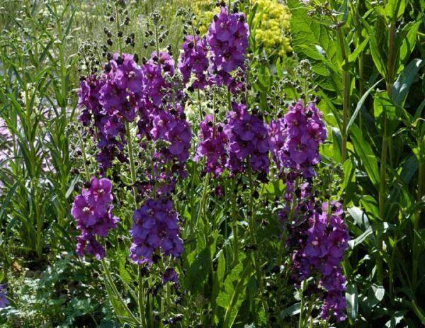  Viola Verbasco