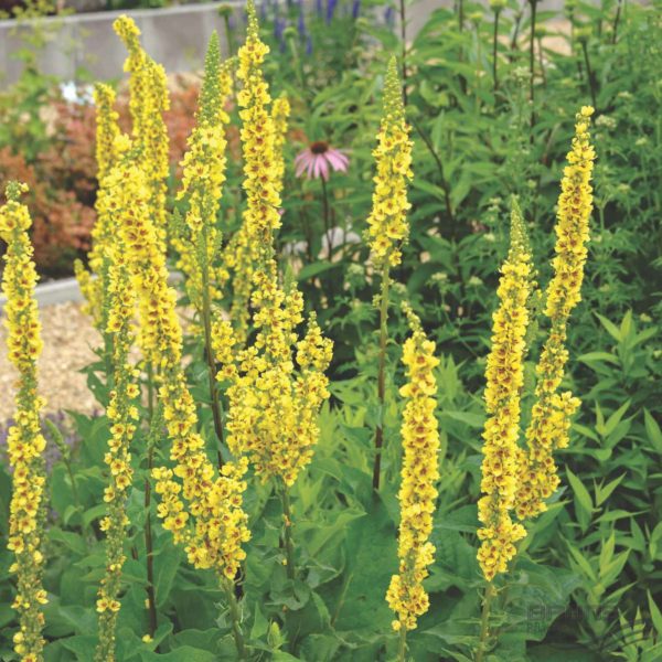  Mullein nero
