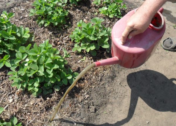  Watering strawberries with organic fertilizer