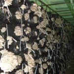  Oyster mushrooms