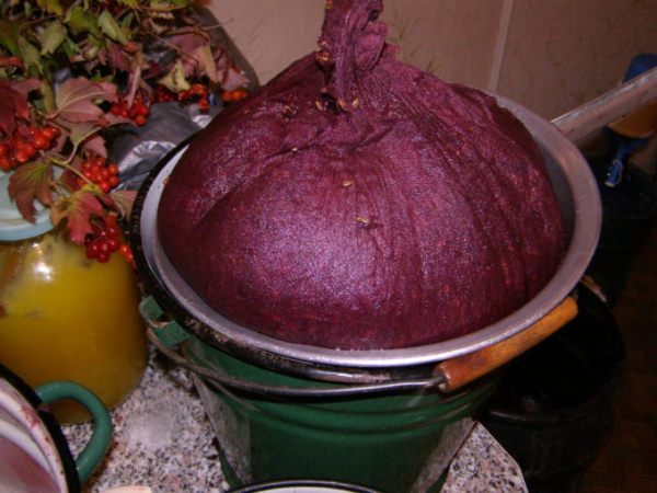  To make the wine aromatic and delicious, it is necessary to sort out each berry from insects, separate green and spoiled berries.