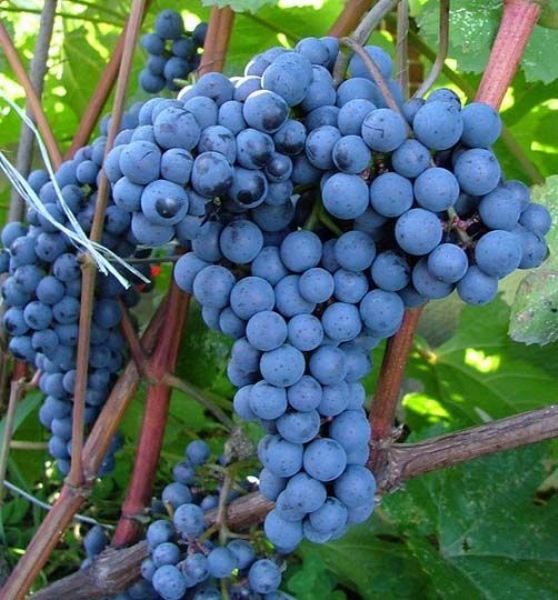  Adele grapes
