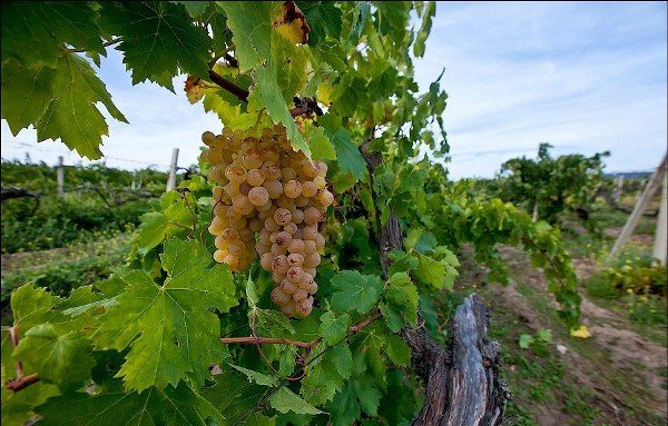  Albilo grape Crimean