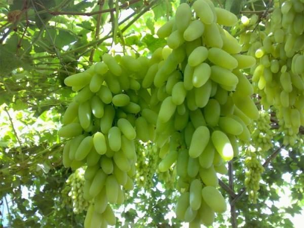  Grapes Lady Fingers