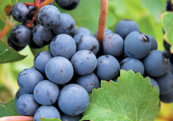  Cabernet Sauvignon Boabe