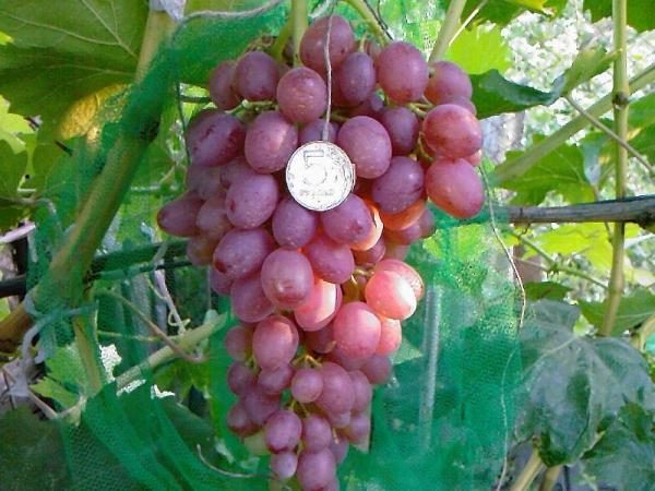  Grape cardinal