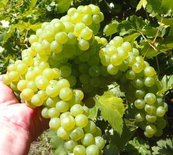 White Kishmish grape
