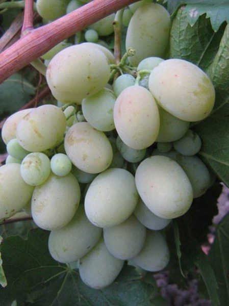  White grape grapes