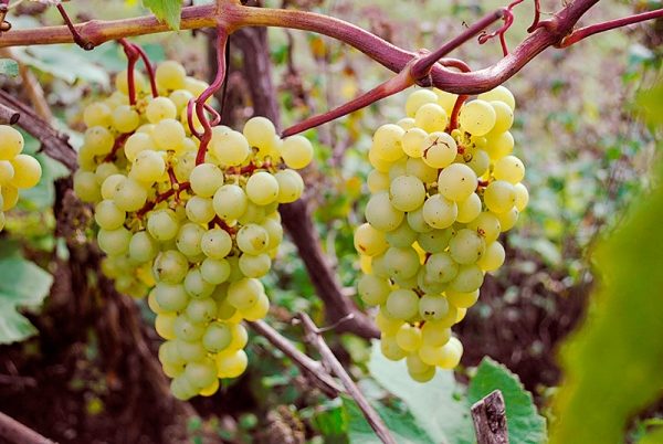  Grapes Madeleine Anguswin