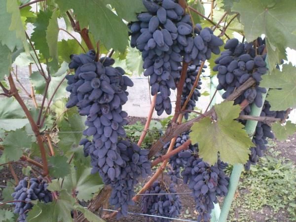  Grapes of Memory Negrulya
