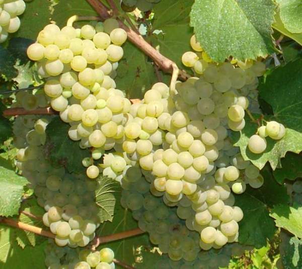  Grapes Sabbath