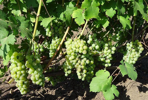  White Shasla grapes