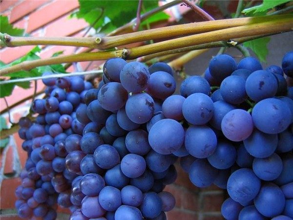  Grapes Senso