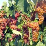  Grapes Somerset Sidliss