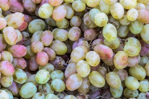  Grape Sputnik