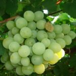 Grape Talisman