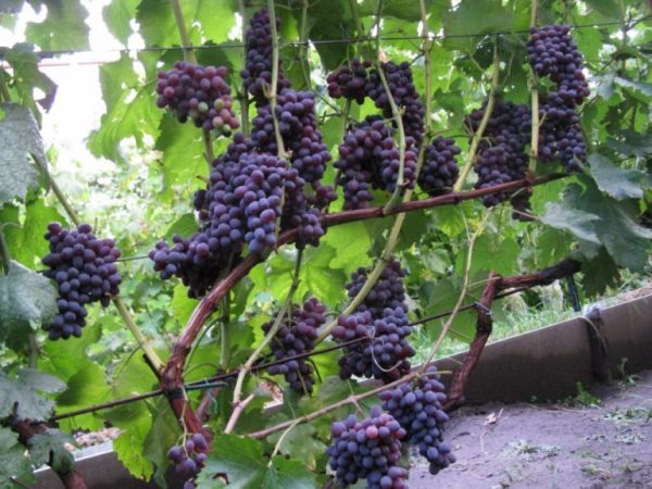  In the berries of Jupiter almost no bones