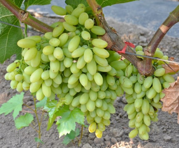  Milk grapes century