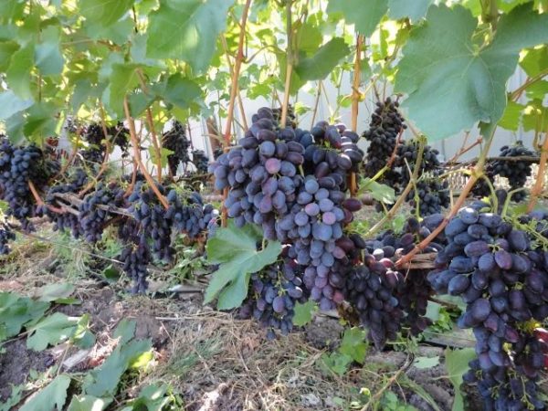  Pincéis de uvas frame em um laz