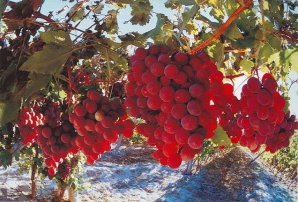  Red grapes