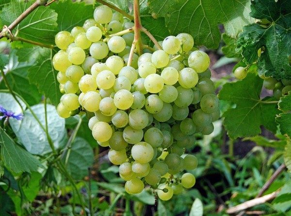  Grapes grade Aleshenkin