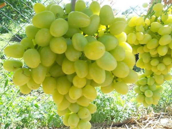  Grapes grade Arkady
