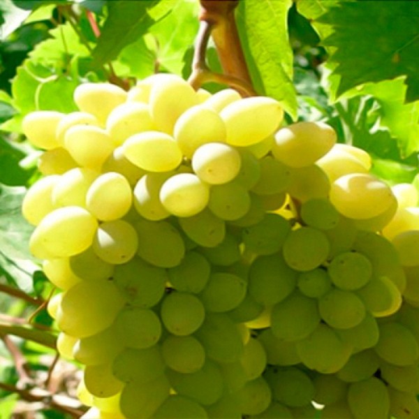  Grapes Chaush variety