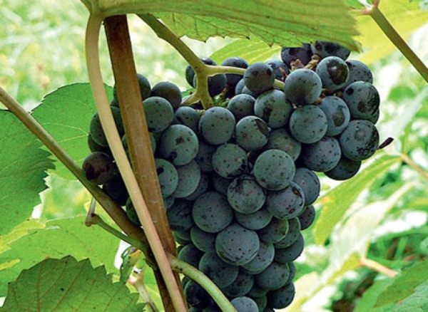  Grapes Far Eastern Novikov variety