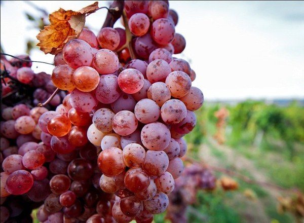  Grapes grade Italy