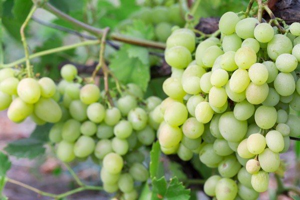 Grapes Kesha grade