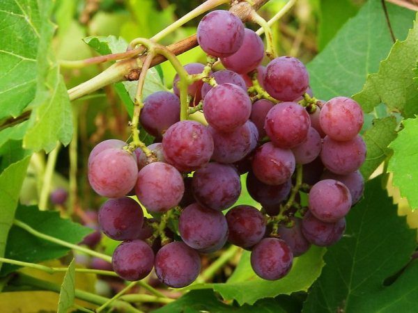 Grapes grade Lydia