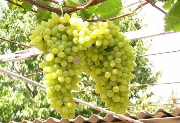  Grapes Laura grade