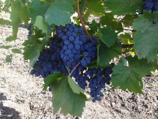  Grapes grade Moldova