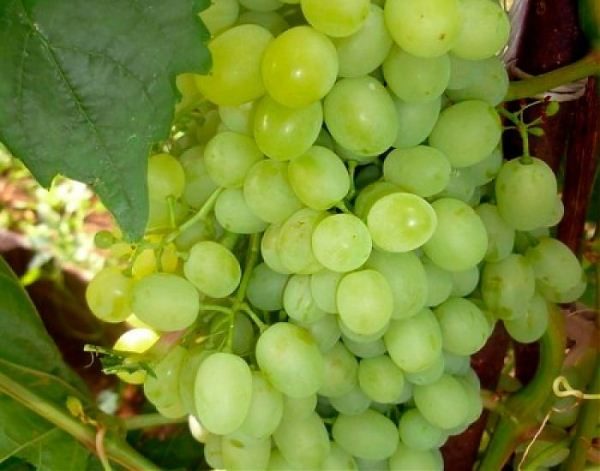  Grape variety Moscow