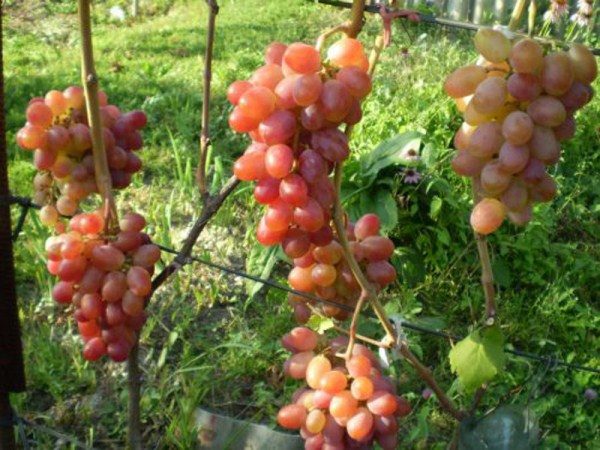  Grapes Nistru grade