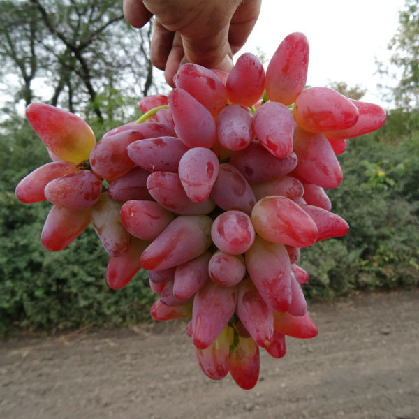  Grape variety Original