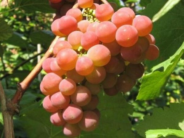  Grapes grade Pink not covering