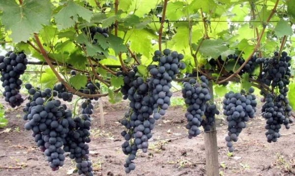  Grapes grade Strasensky